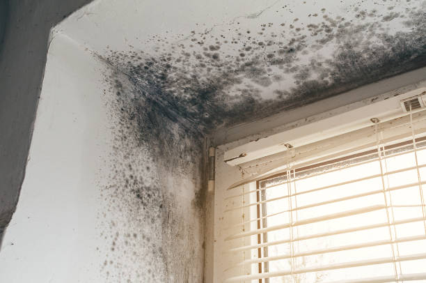 Affordable Mold Cleanup solutions in Arlington, VA